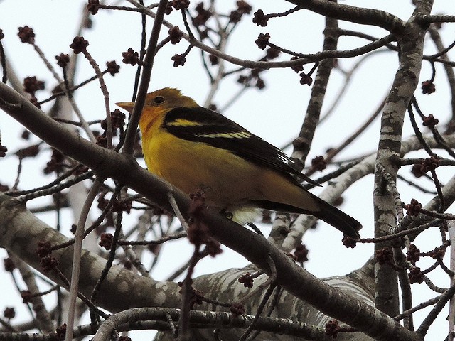 Western Tanager - ML23129441
