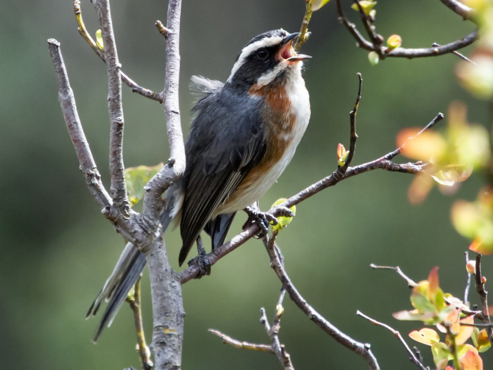 Plain-tailed Warbling Finch - Nick Athanas