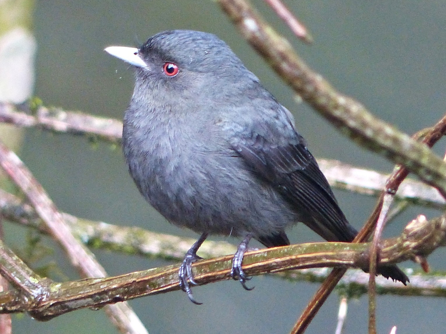 ナマリイロタイランチョウ Ebird