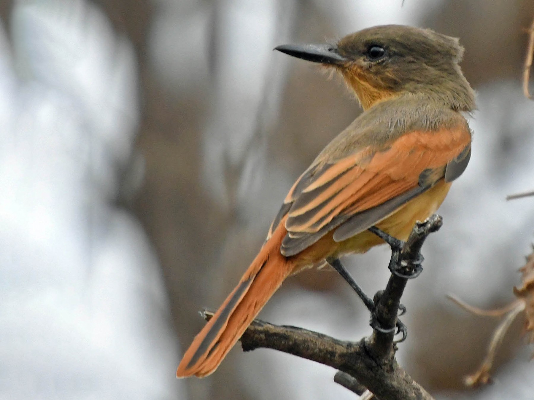 アカハラヒタキモドキ Ebird