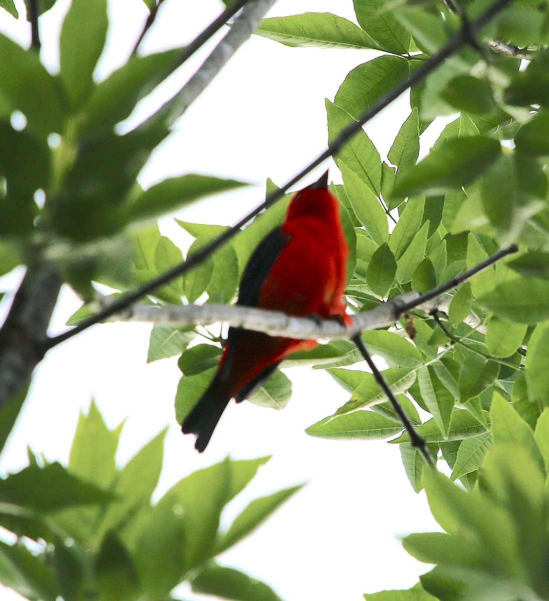 Scarlet Tanager - ML231300121