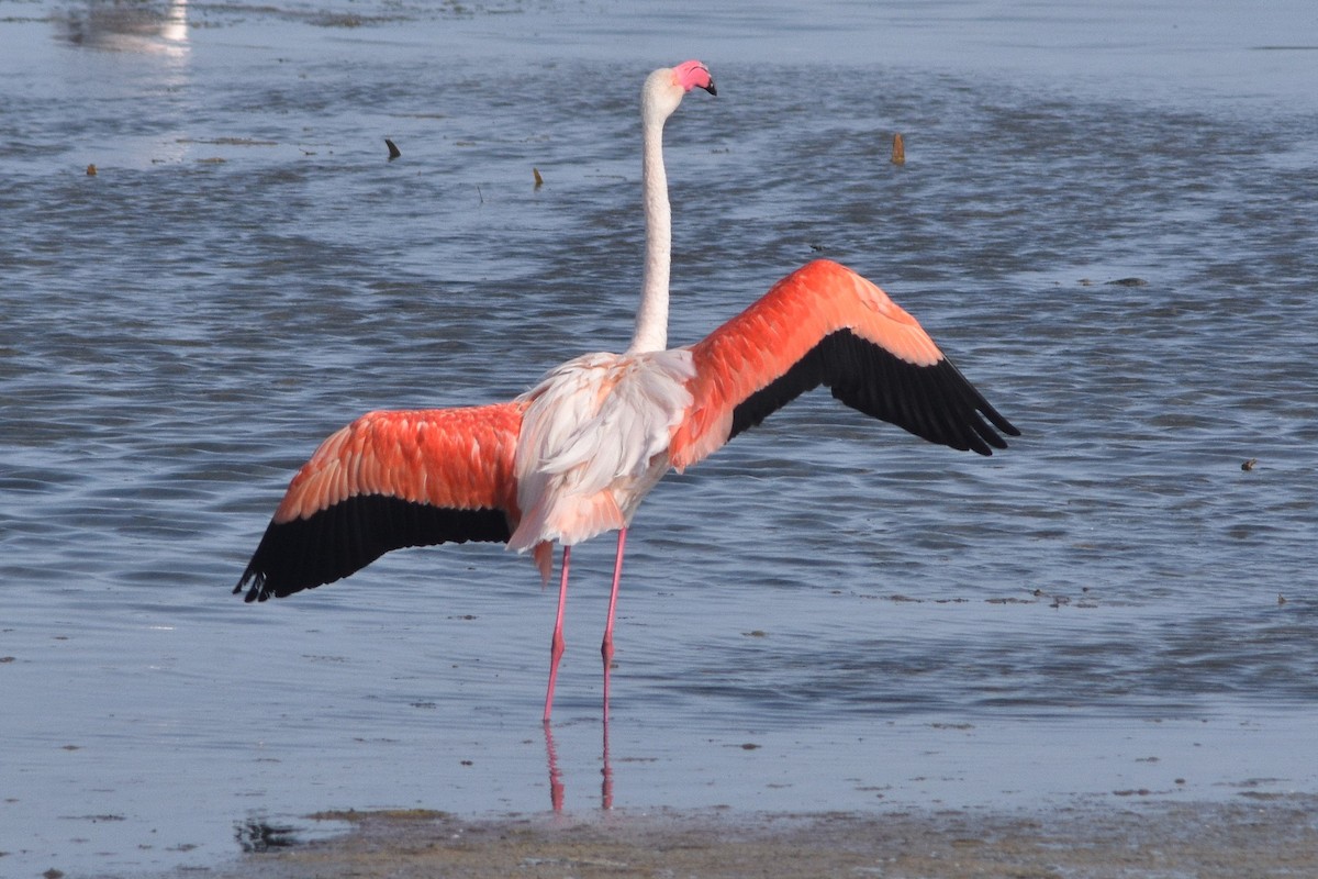 Greater Flamingo - ML231302931