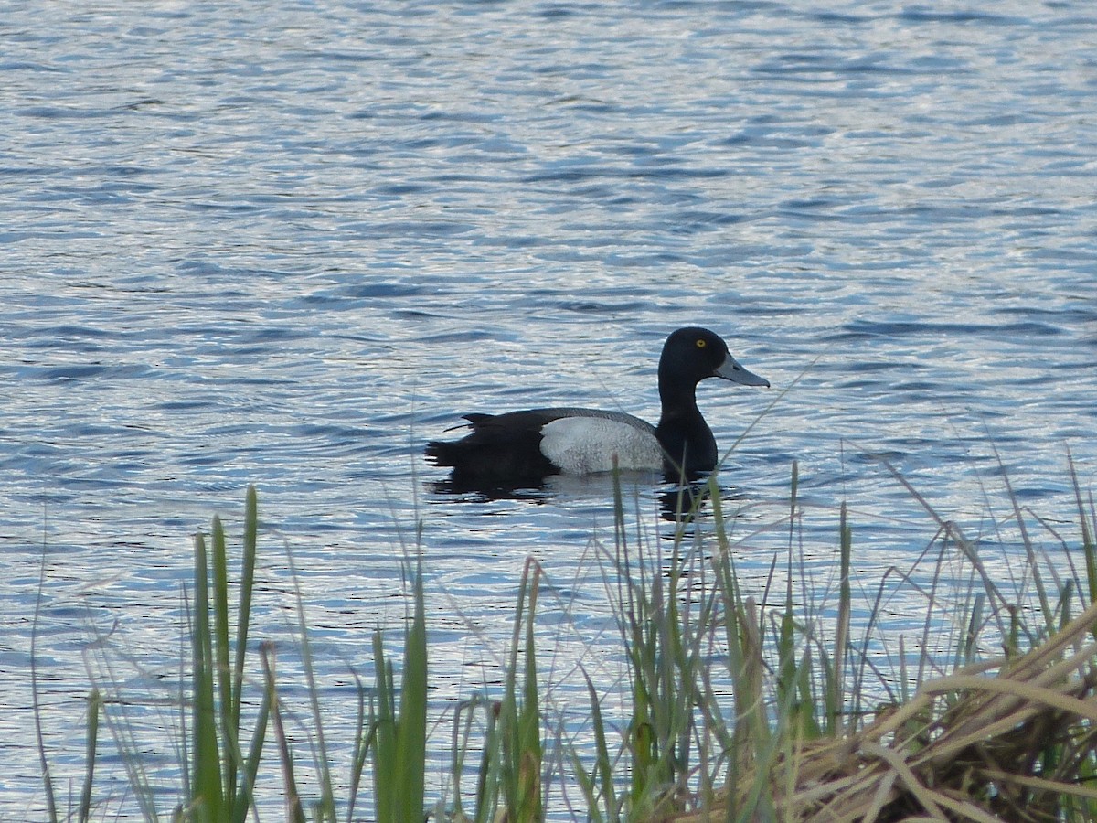 Greater Scaup - Nick Newberry