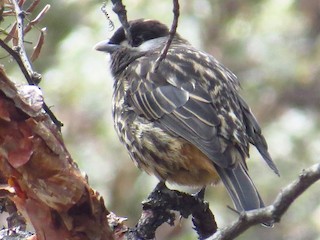  - White-cheeked Cotinga