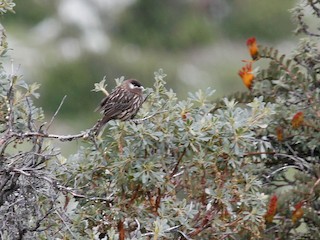  - White-cheeked Cotinga