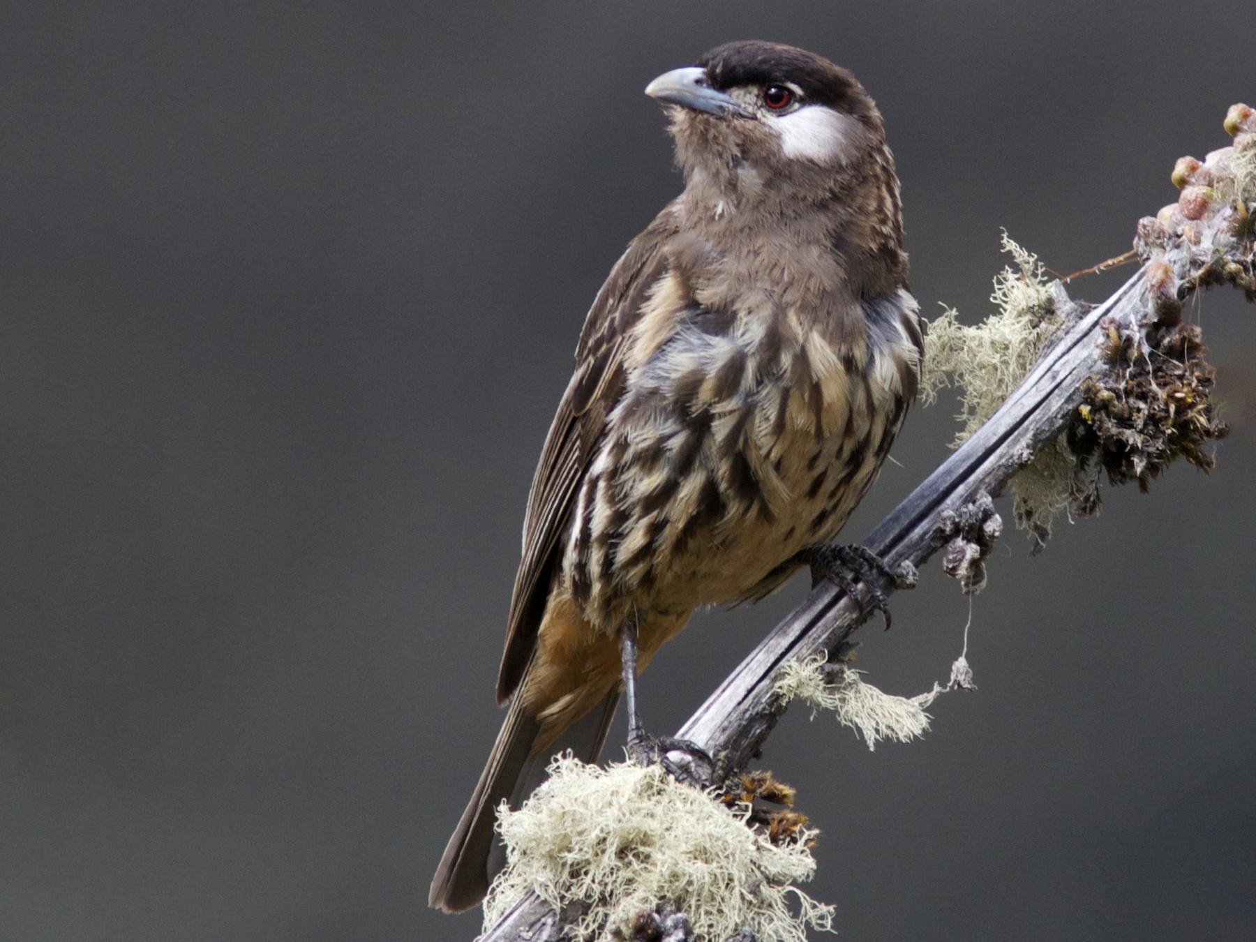 Cotinga Cariblanco - eBird