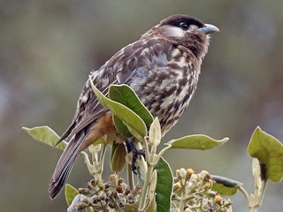  - White-cheeked Cotinga