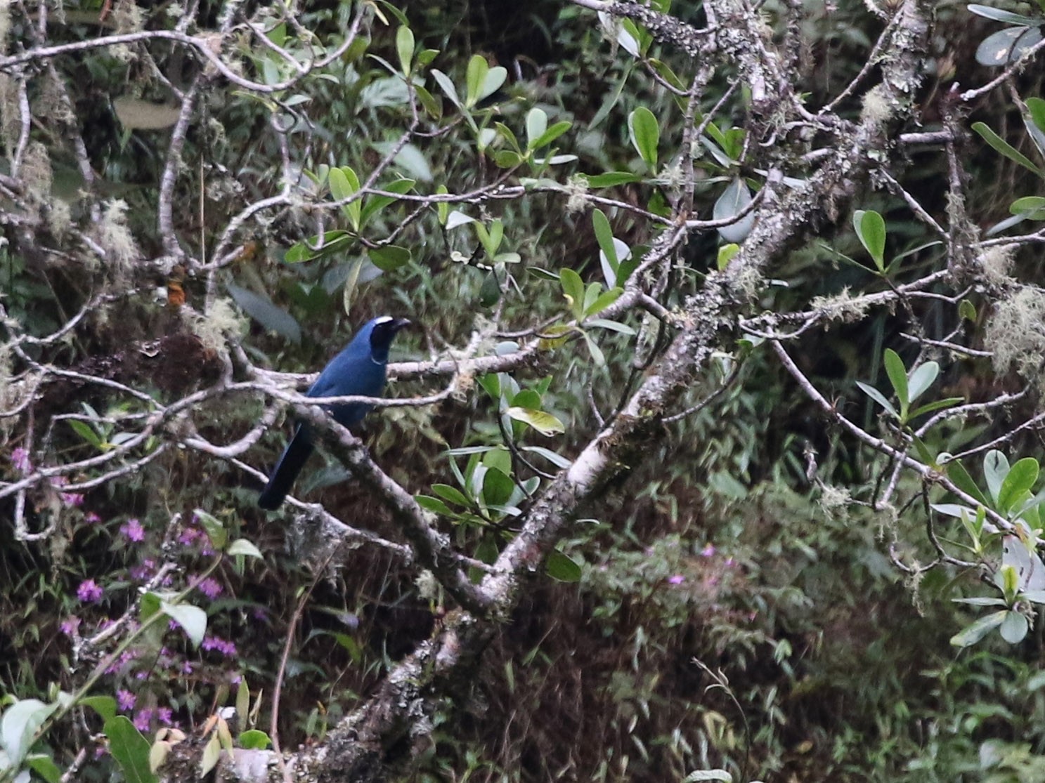 カオグロアオカケス Ebird