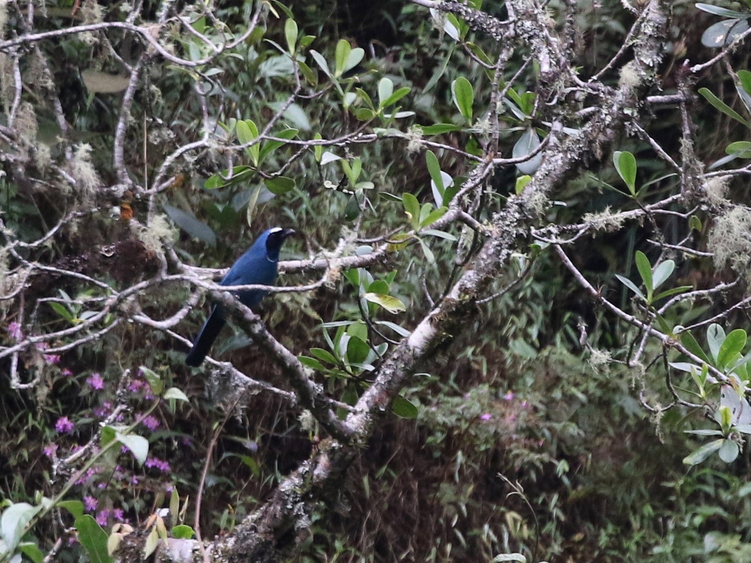 White-collared Jay - Richard Greenhalgh