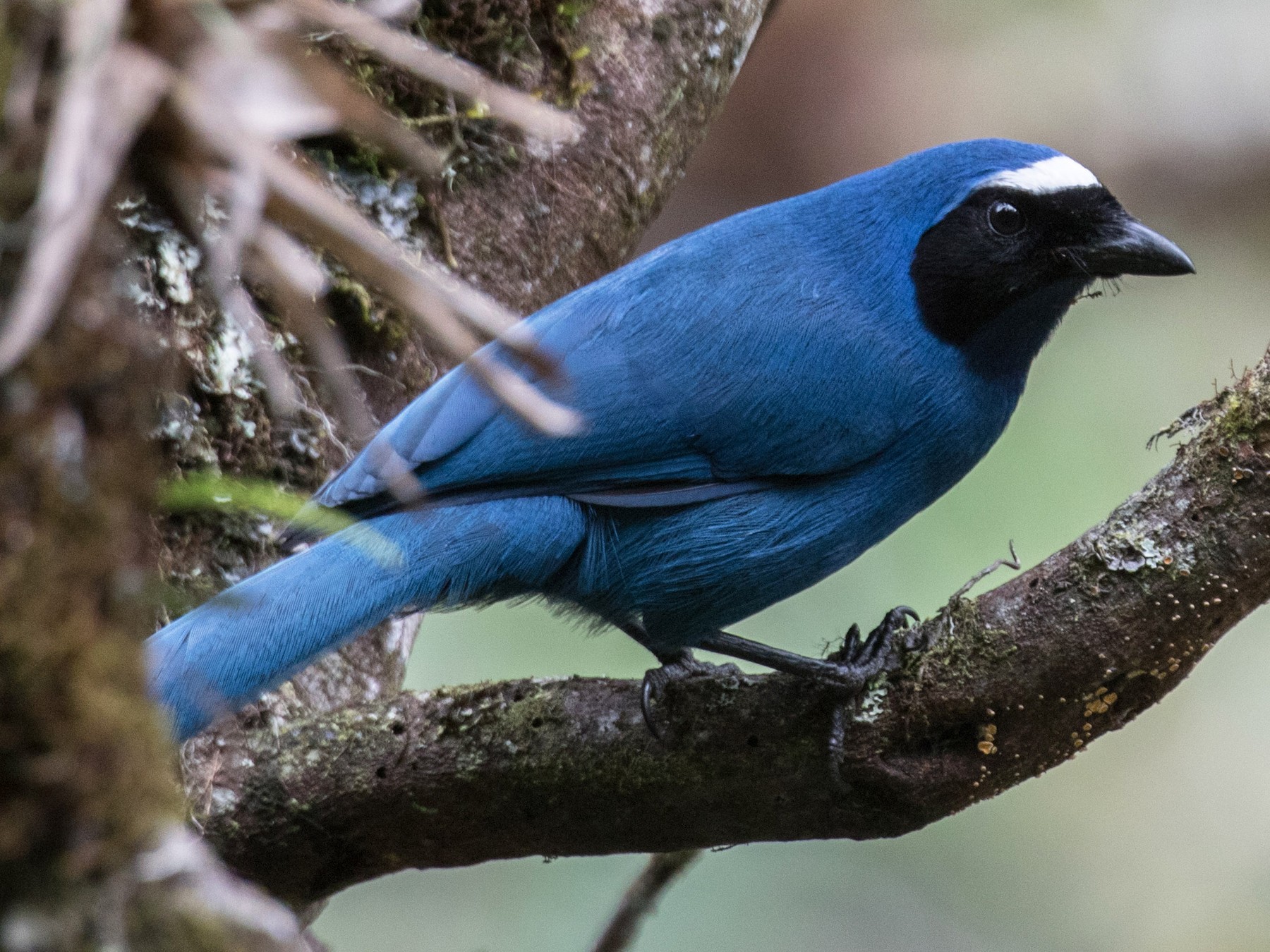 カオグロアオカケス Ebird