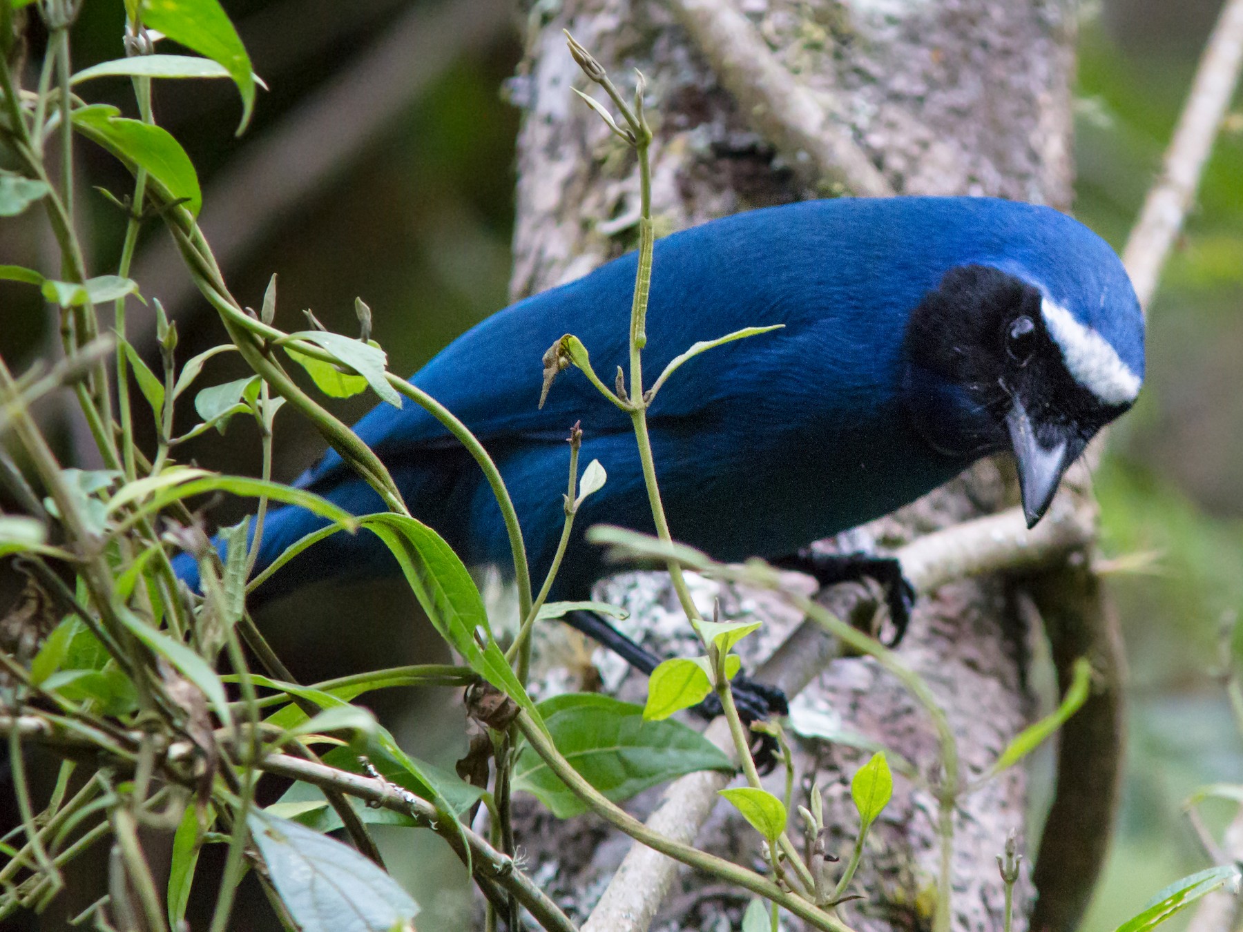 White-collared Jay - Eric Kershner