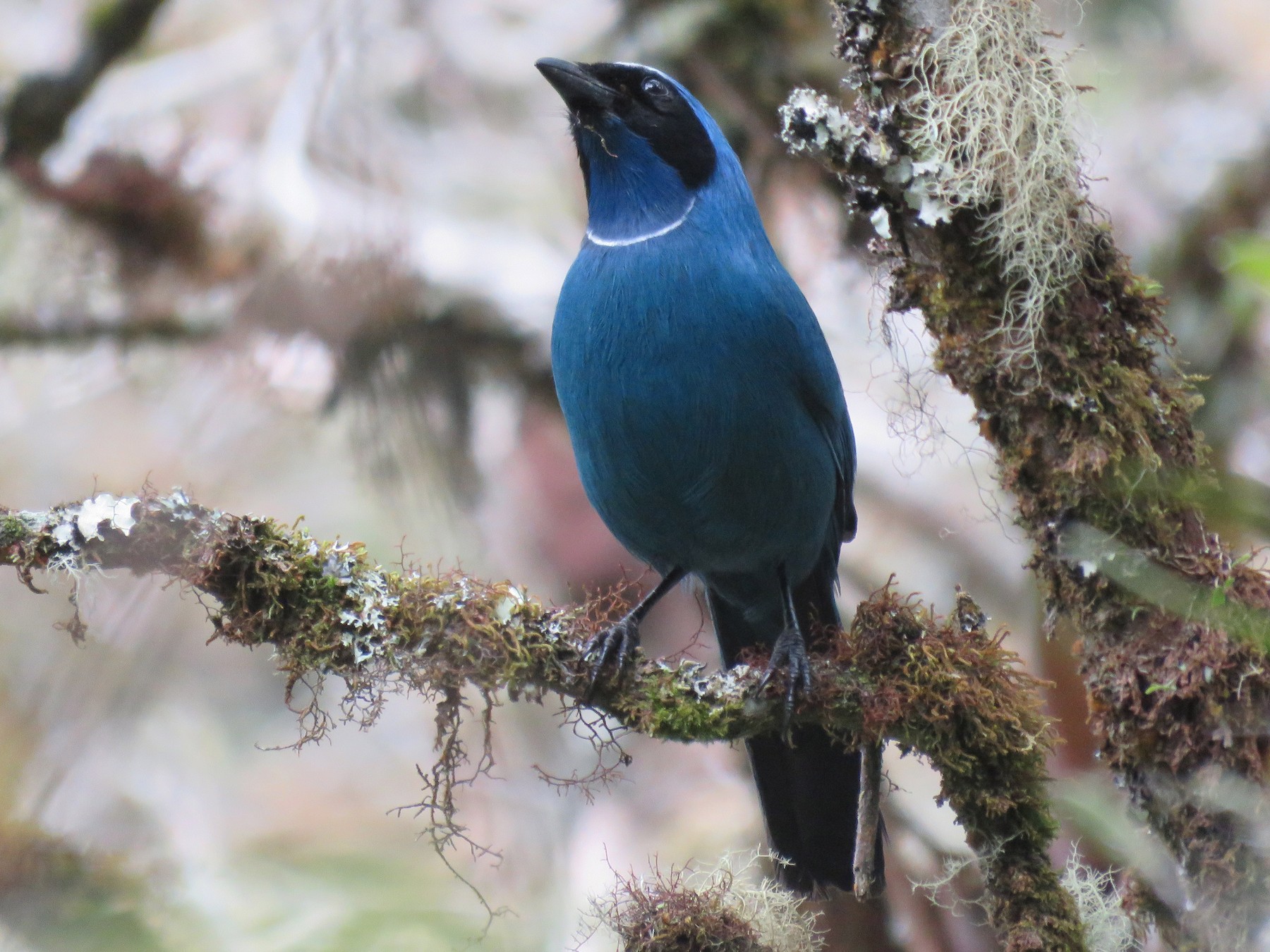 カオグロアオカケス Ebird