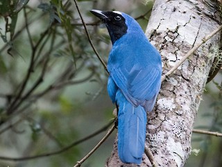 カオグロアオカケス - eBird