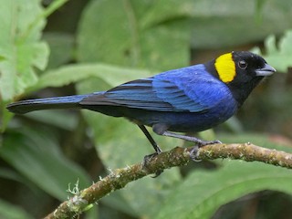 - Yellow-scarfed Tanager
