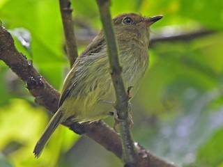 Eshak lanet kompilyatsiya qarang