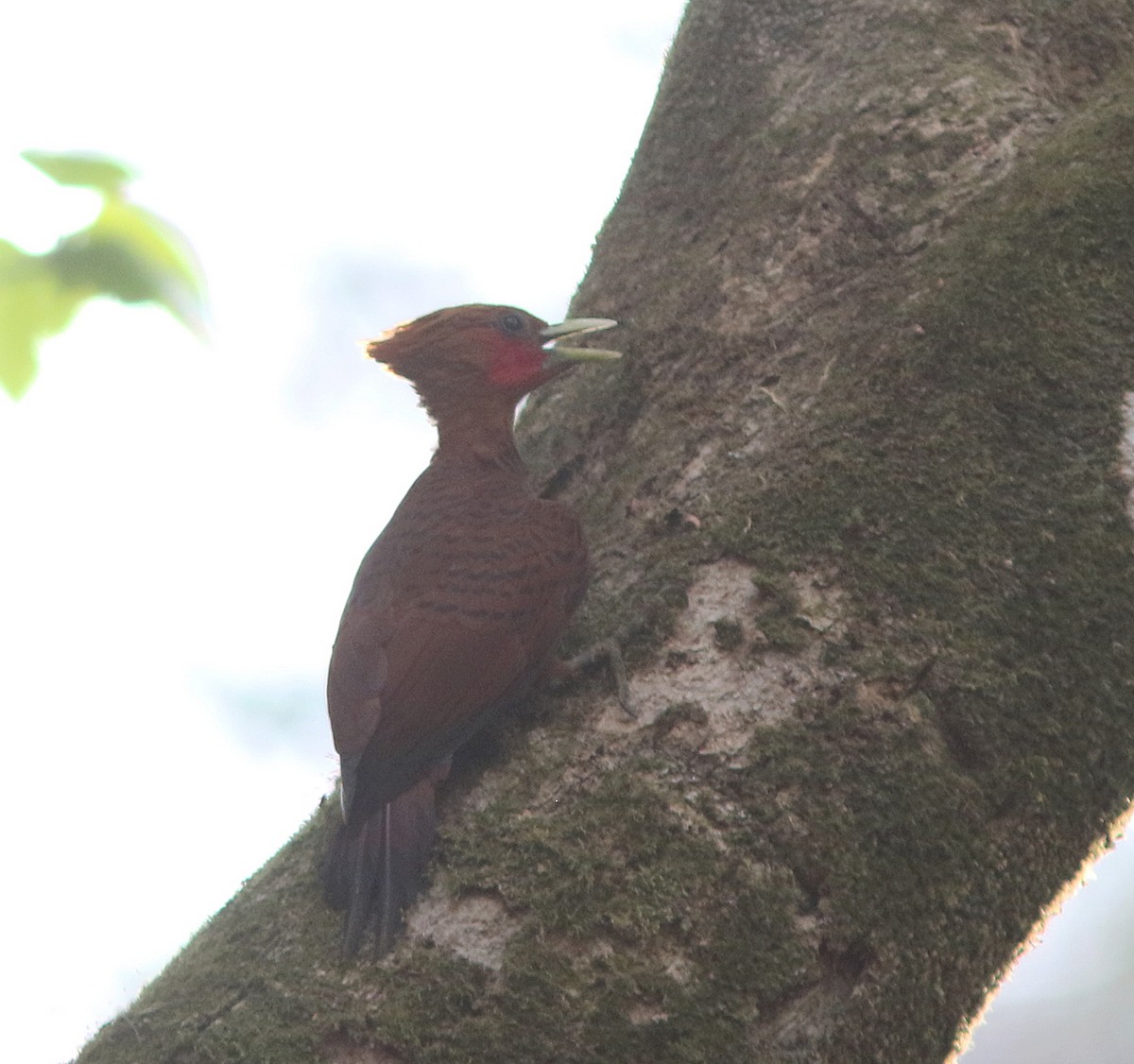 Chestnut-colored Woodpecker - Jorge Montejo