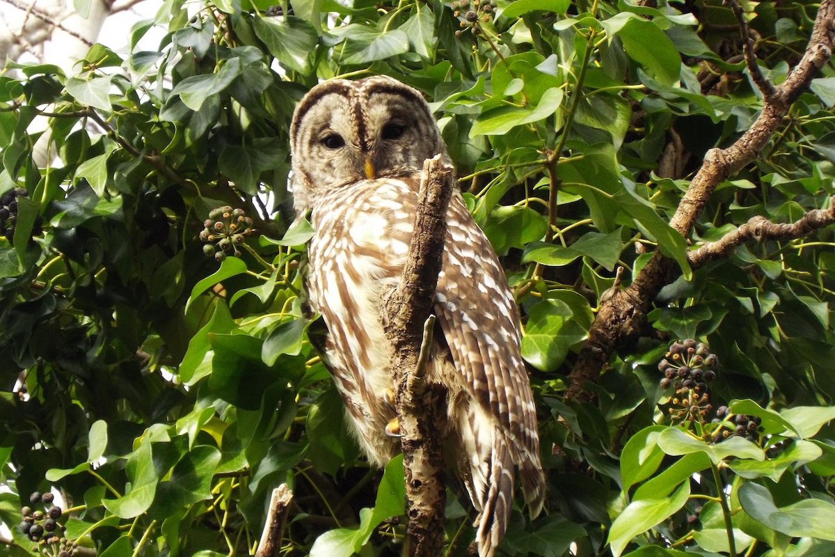 Barred Owl - Geoffrey Newell