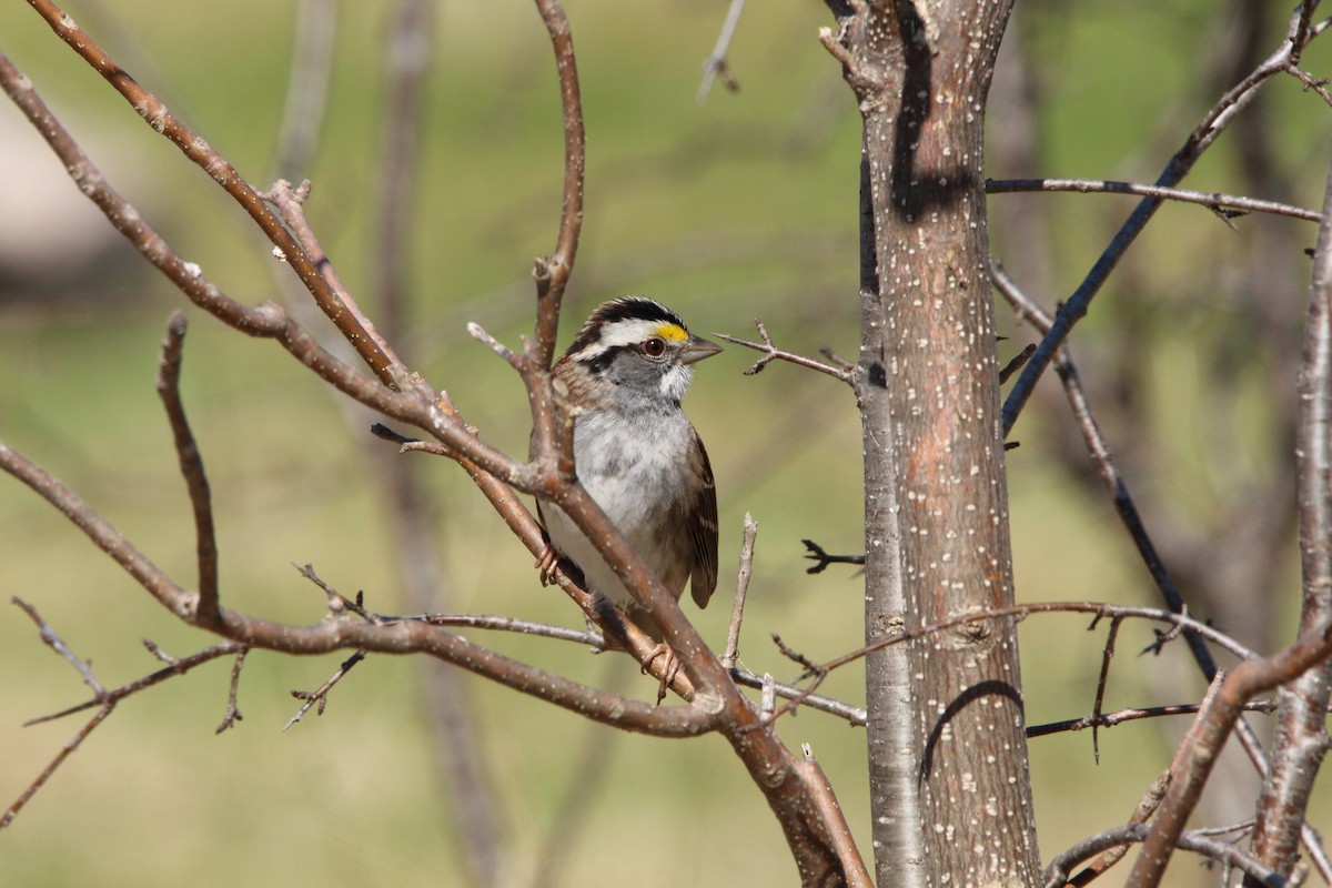White-throated Sparrow - ML231314181