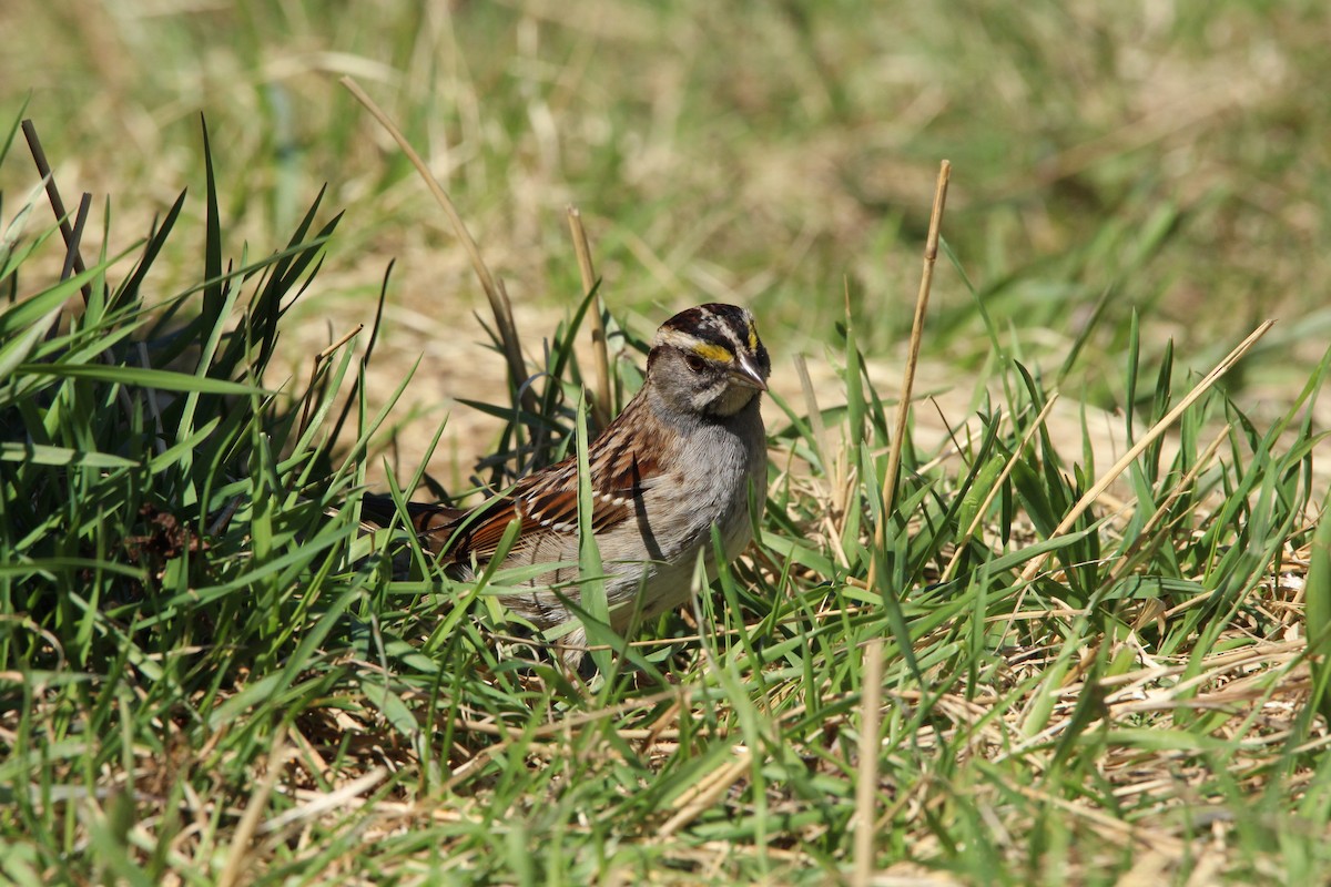 White-throated Sparrow - ML231314331