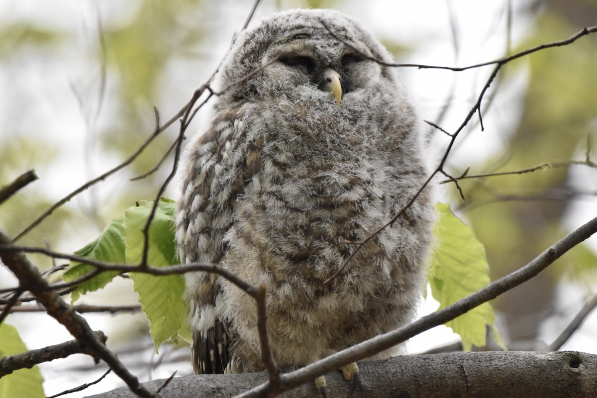 Barred Owl - ML231315021