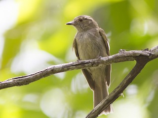  - Pale-bellied Tyrant-Manakin