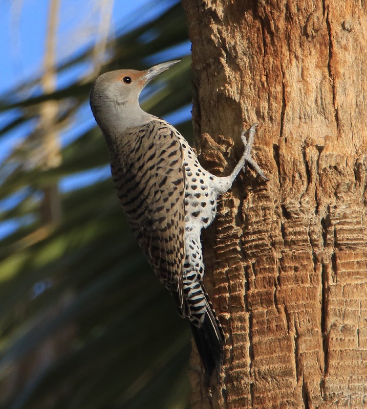 Northern Flicker (Red-shafted) - ML23132141