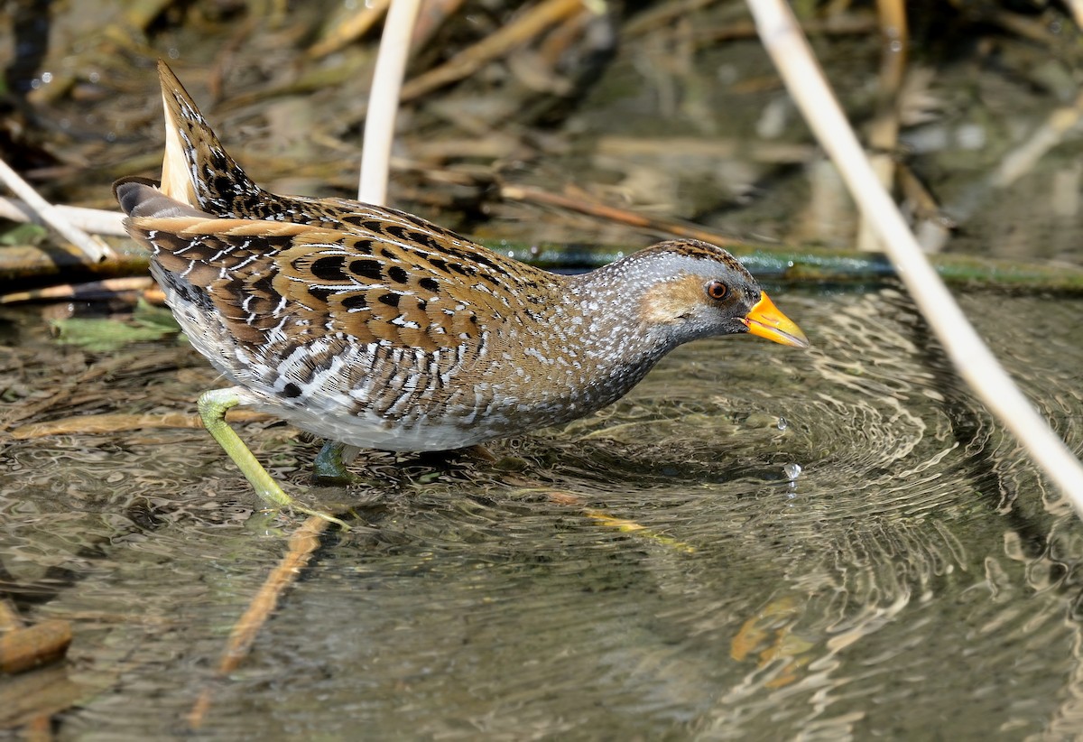 Spotted Crake - ML231328411