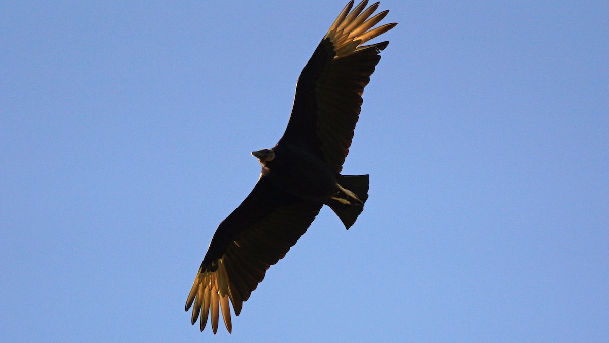 Black Vulture - Skipper Anding