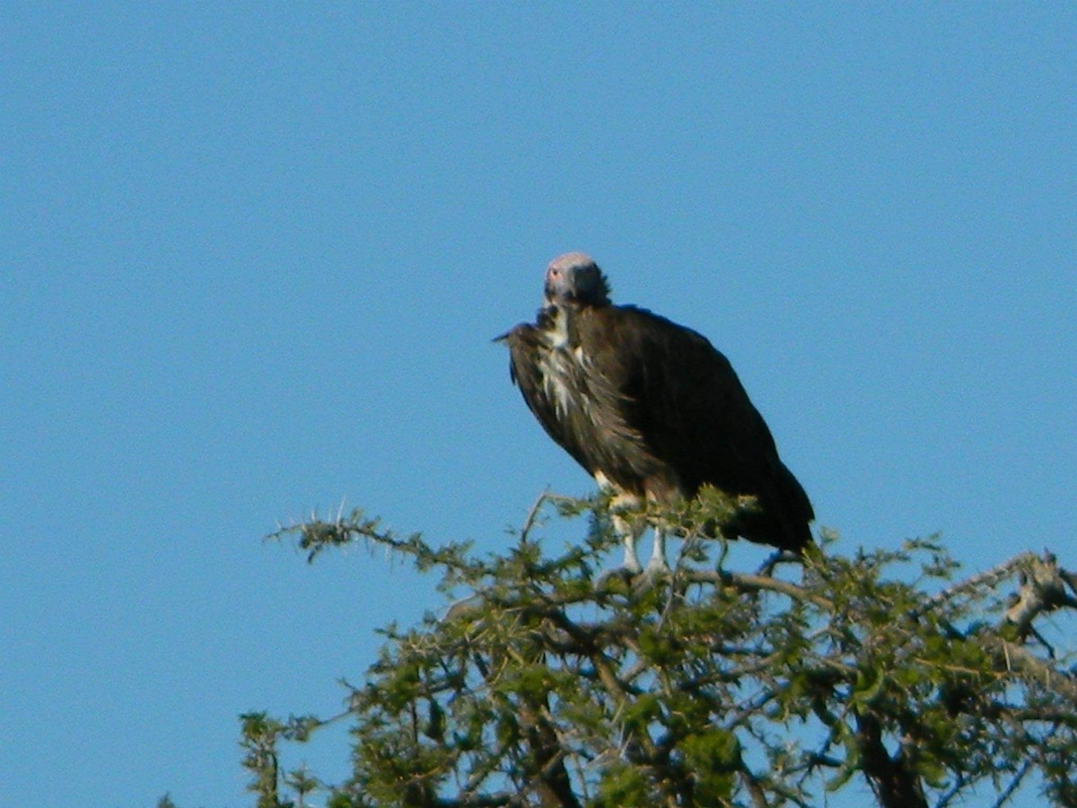 Lappet-faced Vulture - ML231333511
