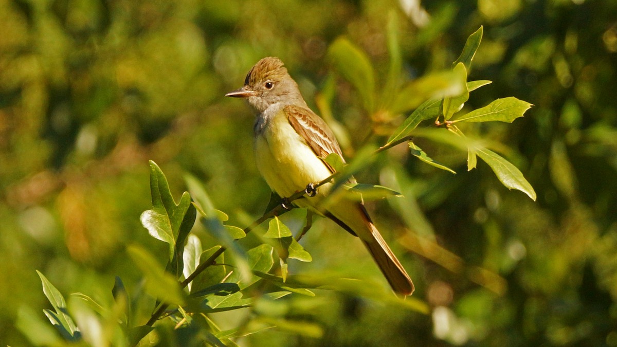 Great Crested Flycatcher - ML231333591