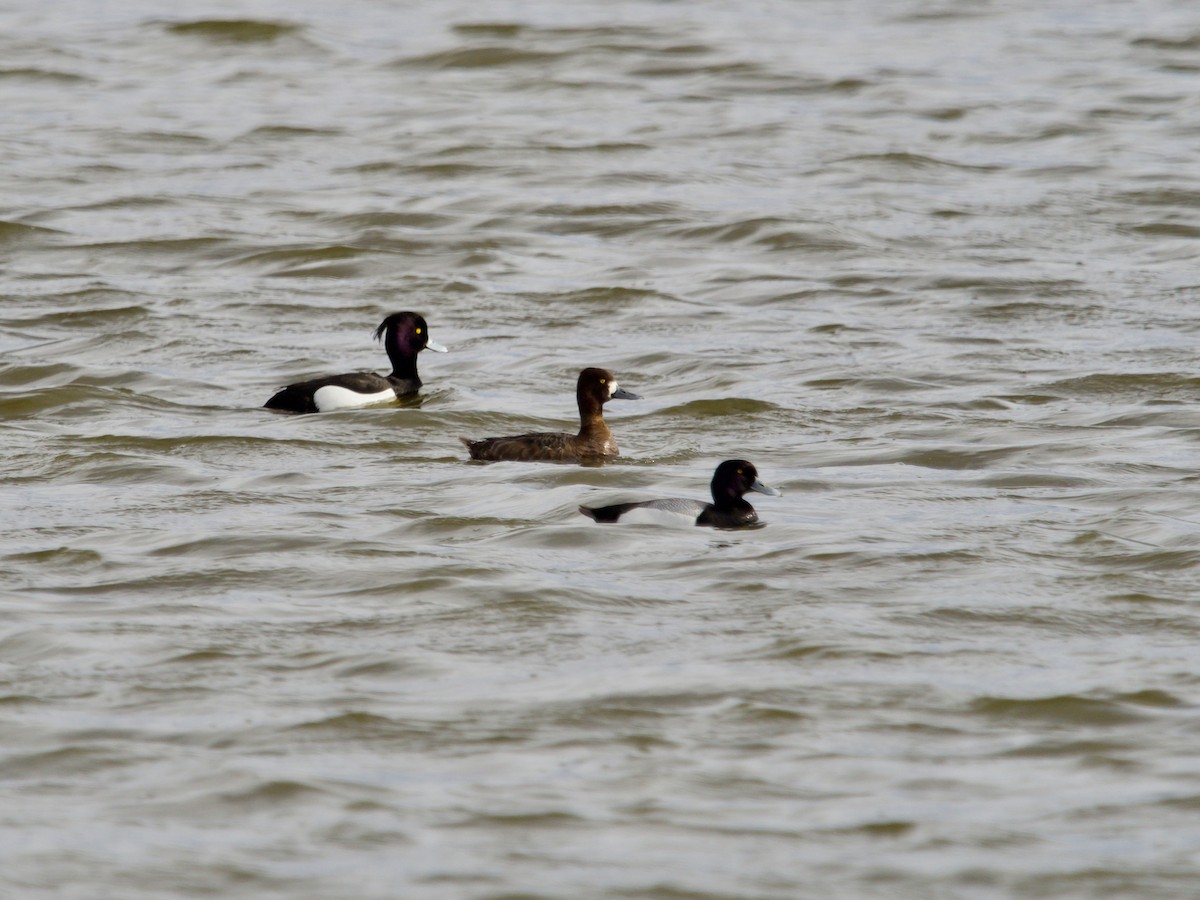 Tufted Duck - ML231337171
