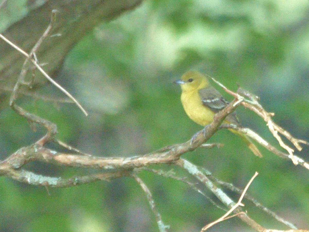 Orchard Oriole - ML231339561