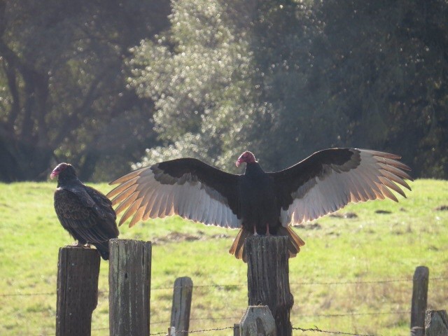 Turkey Vulture - ML23134131
