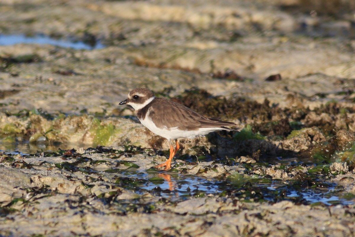 Common Ringed Plover - ML231346921