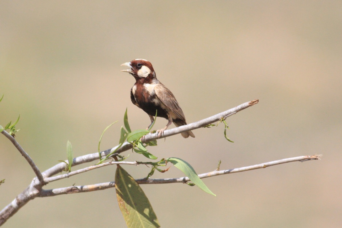Chestnut-headed Sparrow-Lark - ML231347981