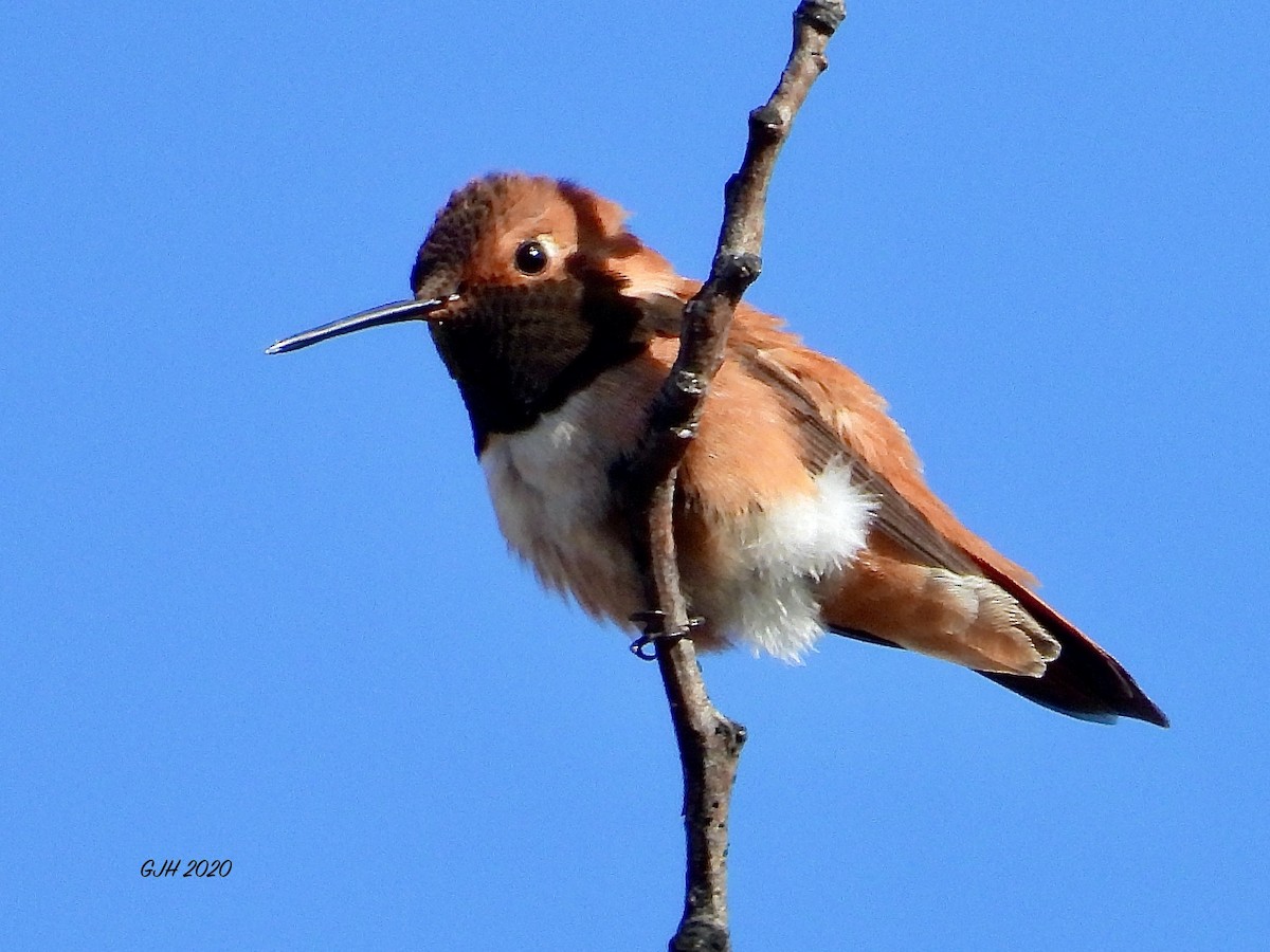 Rufous Hummingbird - ML231349351