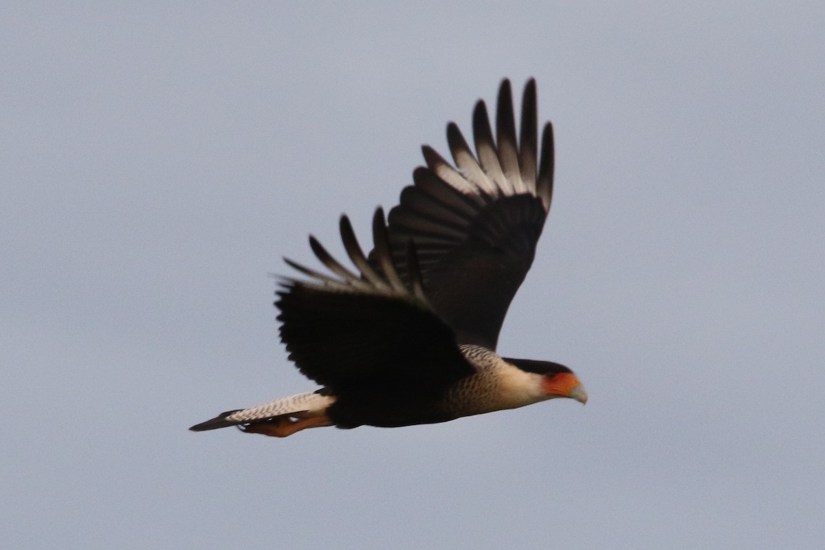 Crested Caracara (Northern) - Louis Hoeniger