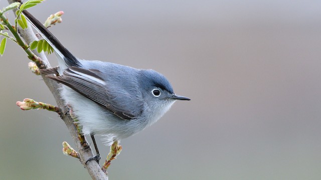 The blue-gray gnatcatcher is a pretty bird, Kpcnews