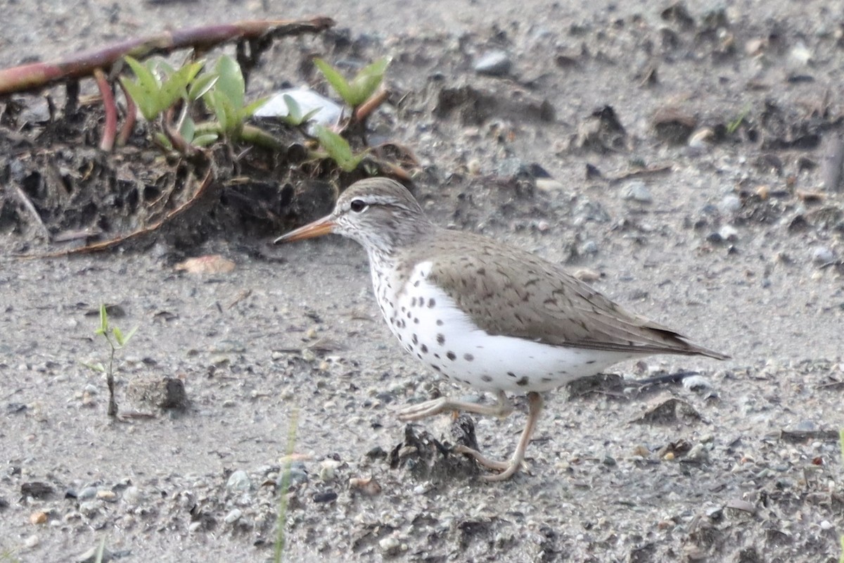 Spotted Sandpiper - Rosemary Clapham