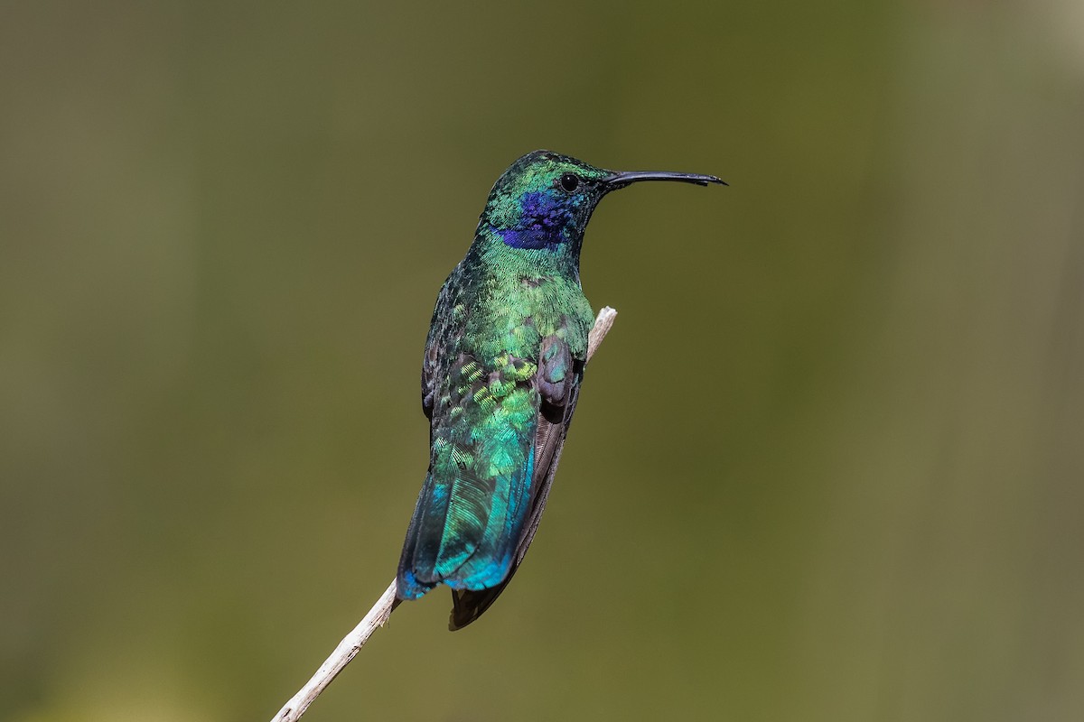 kolibřík modrouchý - ML231365481