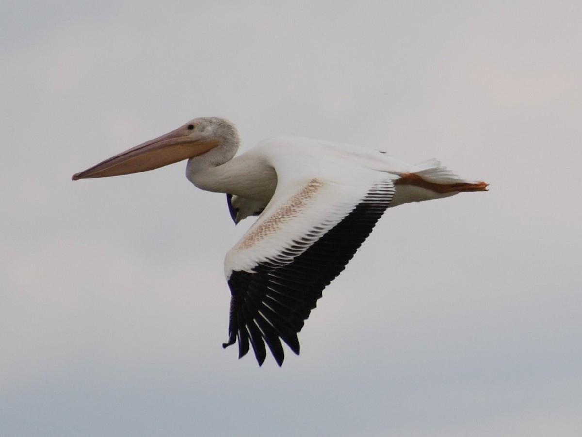 American White Pelican - Teresa Mawhinney