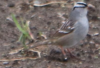 White-crowned Sparrow - ML231377201