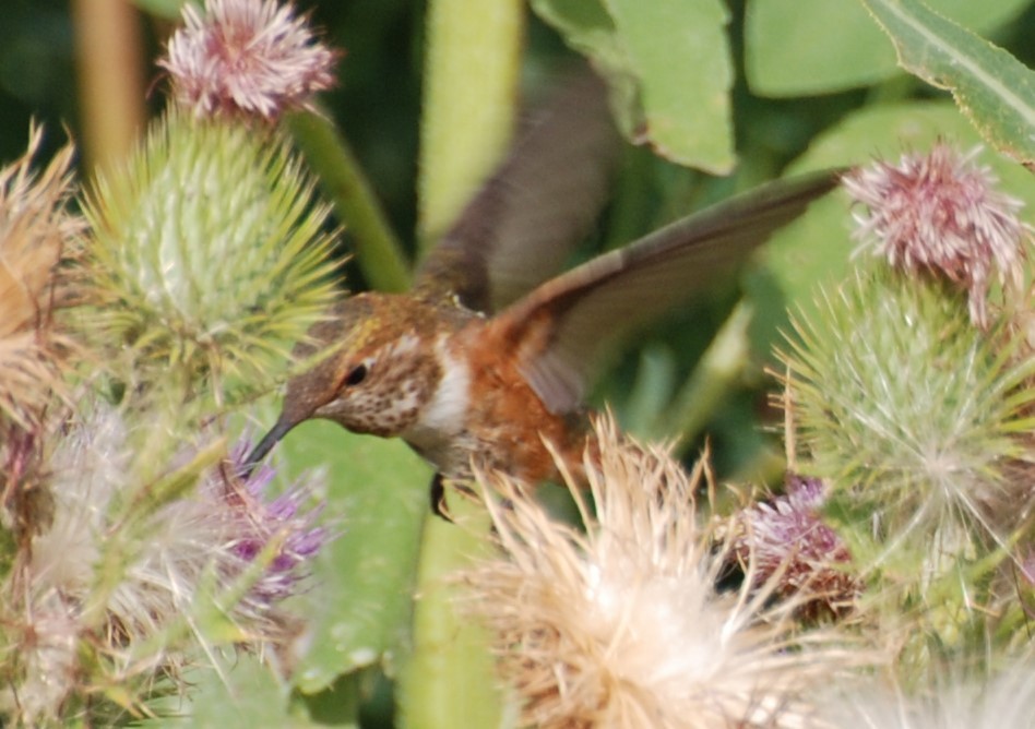 Rufous Hummingbird - Teresa Mawhinney