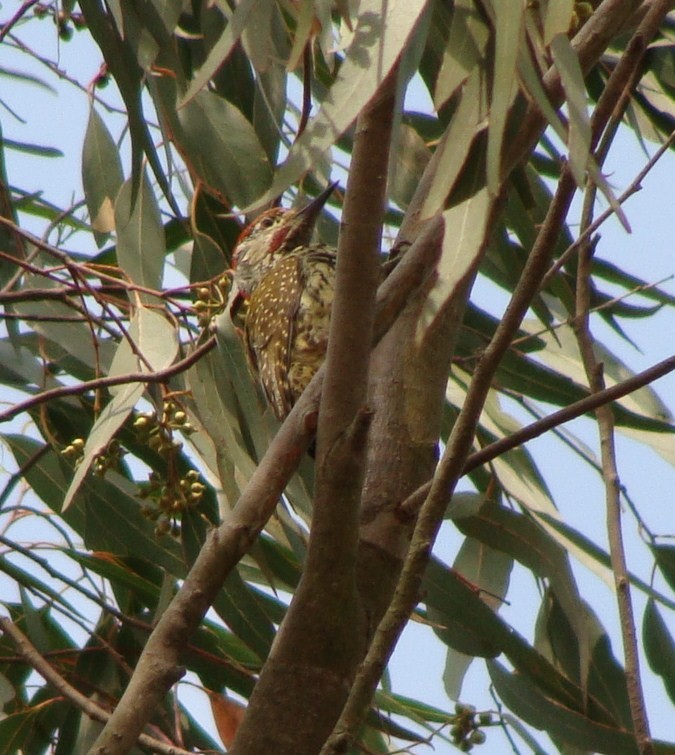 Golden-tailed Woodpecker - ML231386321