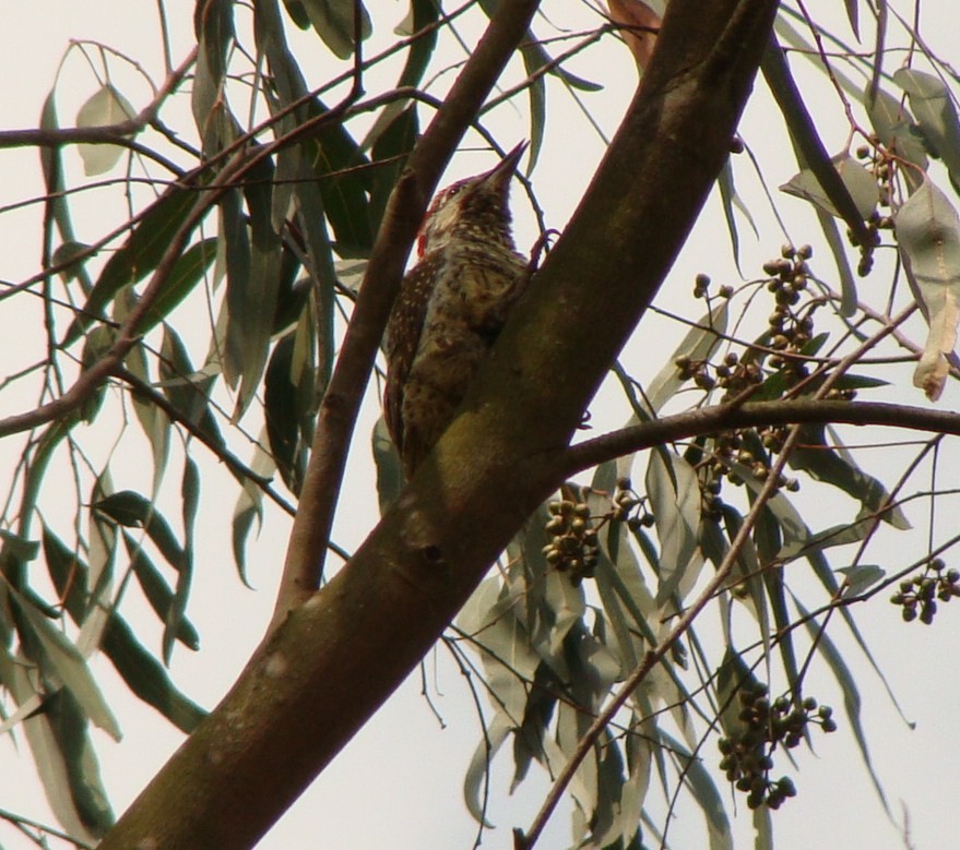Golden-tailed Woodpecker - ML231386331