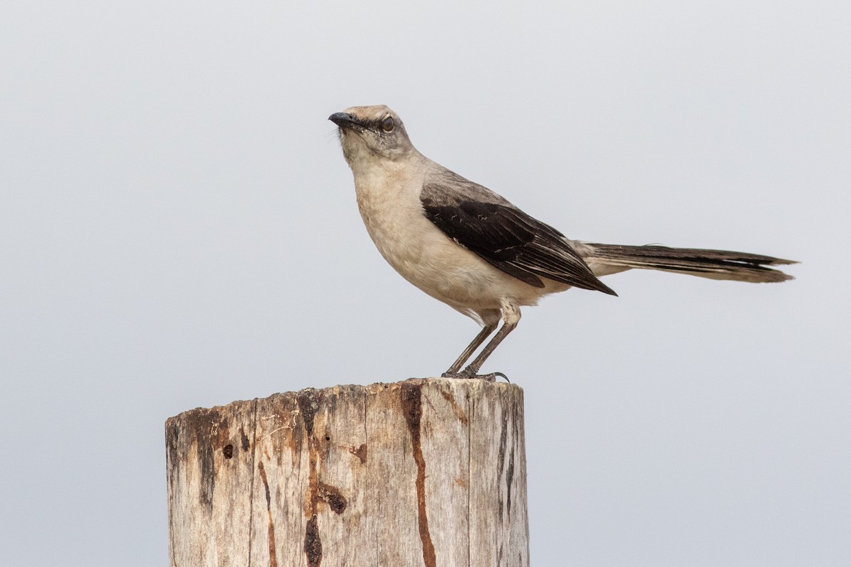 Tropical Mockingbird - ML231388351