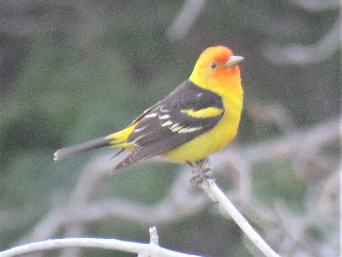 Western Tanager - ML231392871