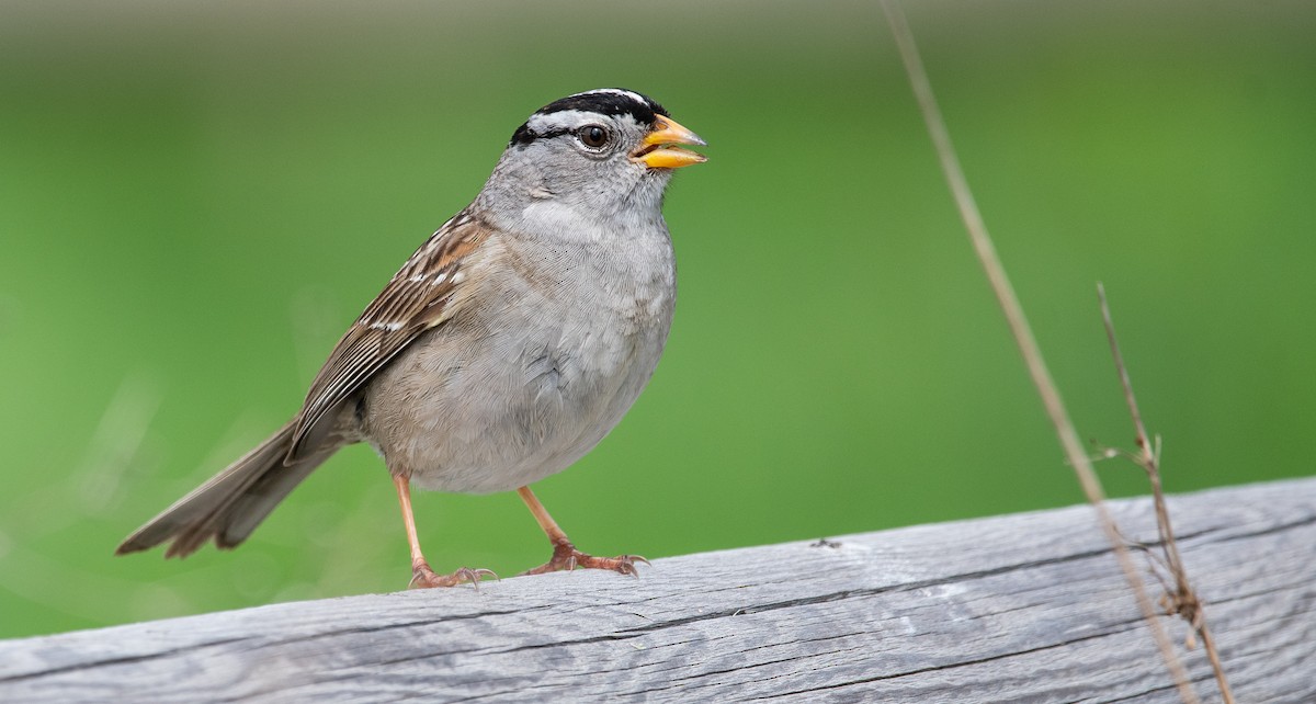 White-crowned Sparrow - Mason Maron