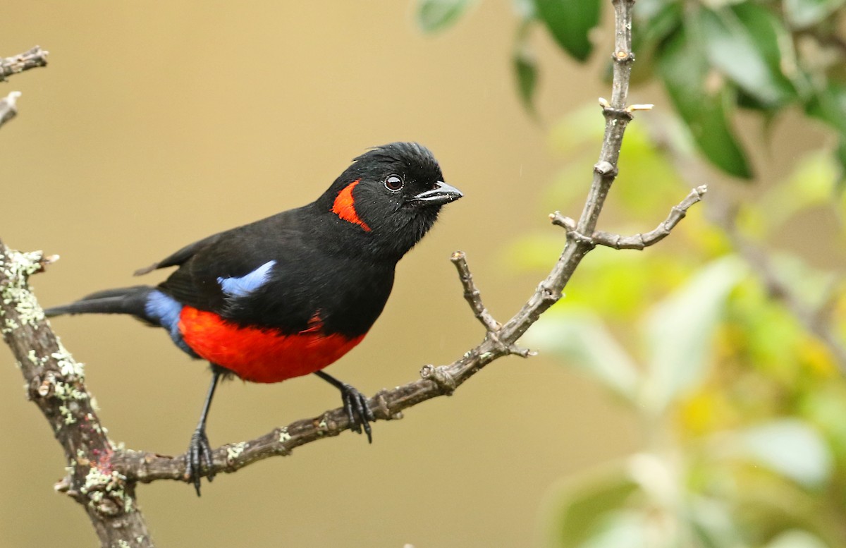 Scarlet-bellied Mountain Tanager - ML23139951