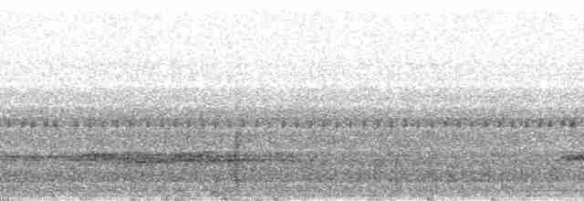 Kakameg à poitrine grise - ML23140